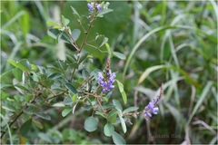 Desmodium ferrugineum